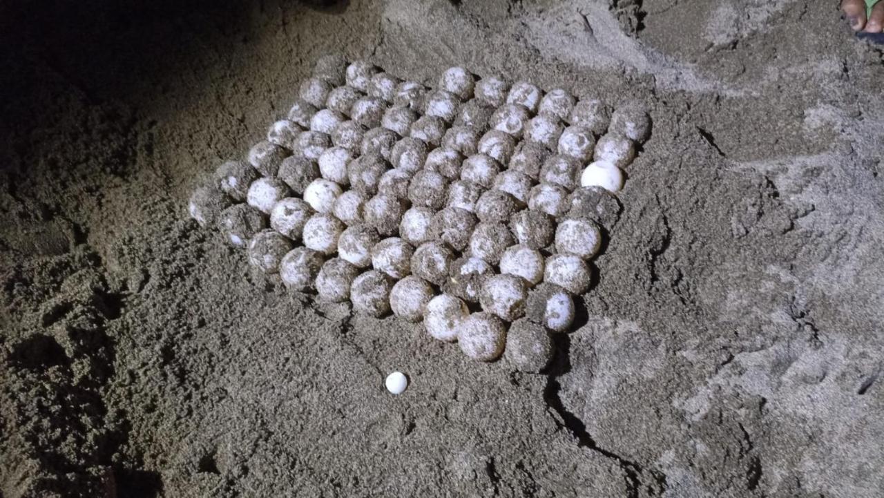Adventure Turtle Homestay Meru Betiri Sarungan Esterno foto